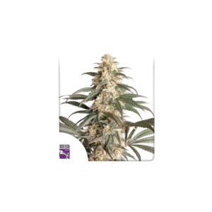 Graines de cannabis Black Lebanon du Super Sativa Seed Club - Dutch Passion