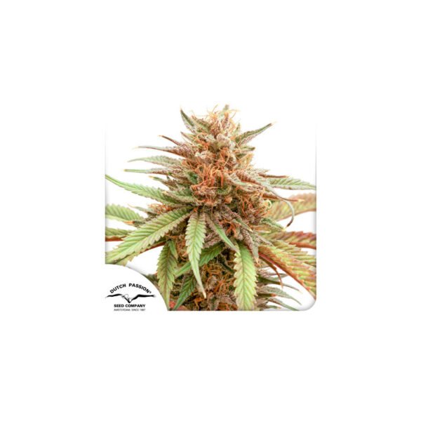 Graines de cannabis Durban Dew de Dutch Passion