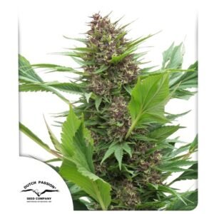 Graines de cannabis Frisian Duck de Dutch Passion