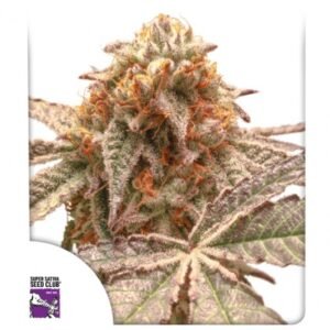 Graines de cannabis Purple OG Punch de Dutch Passion