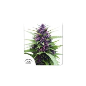 Graines de cannabis Shaman de Dutch Passion