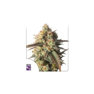 Graines de cannabis Strawberry Chemdawg OG du Super Sativa Seed Club