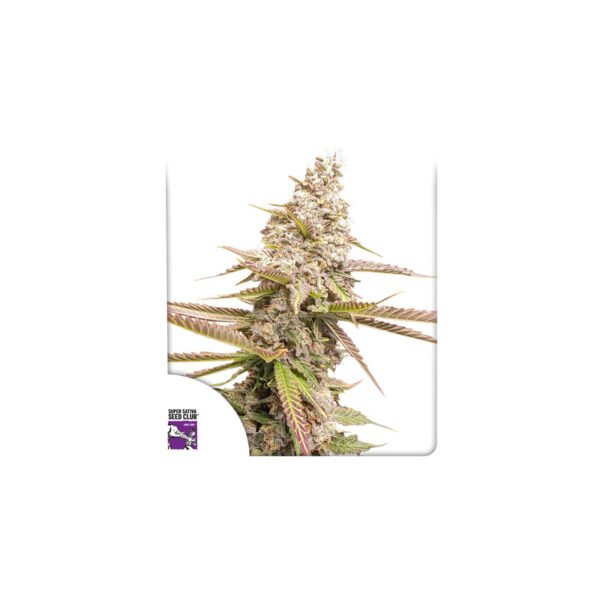 Graines de cannabis Strawberry Cookies du Super Sativa Seed Club - Dutch Passion