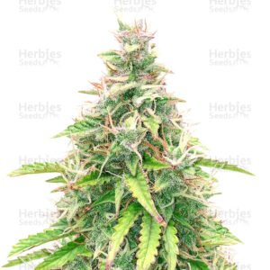 Stress Killer Automatic CBD est une automatique féminisée des écuries de Royal Queen Seeds. En combinant les qualités génétiques de ses parents, cet hybride a un arôme écrasant d'agrumes, produit des rendements généreux allant jusqu'à 500 g / m² et invoque une expérience équilibrée de cannabidiol pas comme les autres.