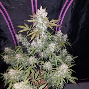 Graines de cannabis Girl Scout Cookies Auto de Fast Buds