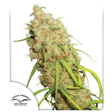 Desfrán is a truly special photoperiod Sativa cannabis variety. Its rapid, vigorous growth and flowering guarantee XXL yields.