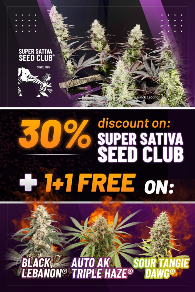 Super promo sur toutes les graines du Super Sativa Seed Club sur le site de Dutch Passion