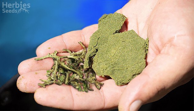 La tige est également beaucoup plus dense que la fleur ou la feuille et brûle ainsi à une température plus élevée, créant une fumée très dure . Pour ces raisons, il est préférable d'apprendre à faire du hasch à partir des tiges. Lorsque vous créez du hachage à partir de tiges, vous avez le choix entre au moins quatre méthodes différentes, chacune nécessitant quelques outils et techniques. Explorons chacun d'eux.