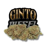 Fleur de CBD Ginto Diesel Kuch French Genetics