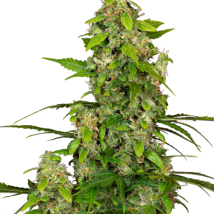 Graines de cannabis Gorillaz de Sensi Seeds