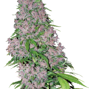 Purple Bud de White Label. Usage médicinal : Stress, anxiété, dépression, inflammations, spasmes musculaires, douleurs chroniques, céphalées, migraines, glaucome, manque d'appétit.