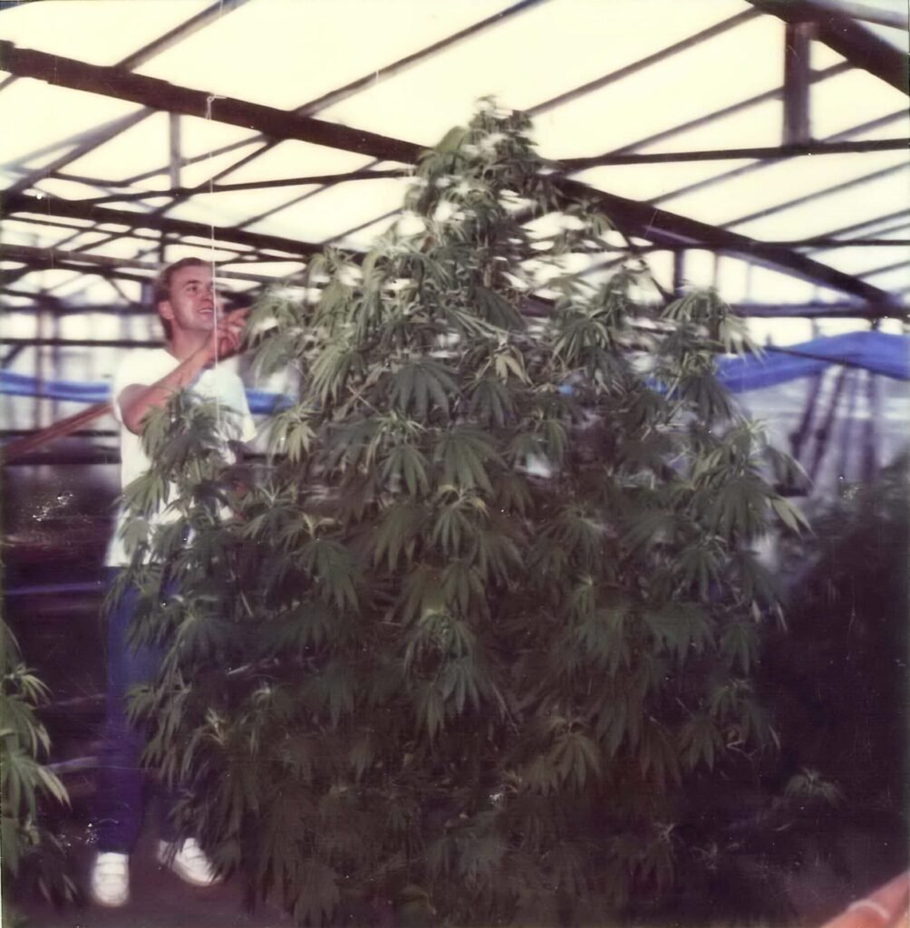 La chasse aux phénotypes est un art qui requiert de la patience, des connaissances et un œil attentif au moindre détail. Un des meilleurs exemples dans l’industrie du cannabis est le fondateur de Sensi Seeds, Ben Dronkers. Il a voyagé à travers le monde afin de trouver les variétés les plus exotiques, les a ramené aux Pays-Bas, puis il a passé des années à travailler sur leur génétique afin d’améliorer leur profil terpénique, leur teneur en cannabinoïdes et leur difficulté de culture.