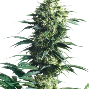 Graines de Mother's Finest de Sensi Seeds