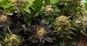 Le terme de phénotype décrit les caractéristiques et particularités des plantes créées à partir du même parent, concernant aussi bien la posture, la teneur en cannabinoïde et le rendement. C’est un facteur essentiel lors de la sélection des variétés de cannabis, puisque cela représente comment une plante exprime sa génétique dans son apparence physique.