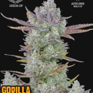 Notre variété la plus vendue et la plus primée de tous les temps a atteint un tout nouveau niveau. Grâce à la recherche, la sélection et la reproduction continues, notre travail acharné a porté ses fruits. En 2022, Gorilla Cookies Auto est devenue la variété la plus puissante et la plus productive de notre catalogue et elle est maintenant meilleure que jamais.