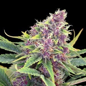 Graines de cannabis Purple Kush de Kannabia Seeds