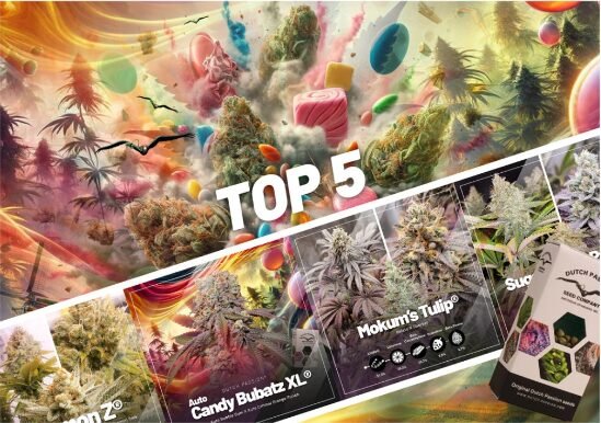 Top 5 des variétés de cannabis aussi sucrées que des bonbons