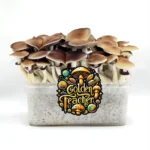 Growkit Golden Teacher