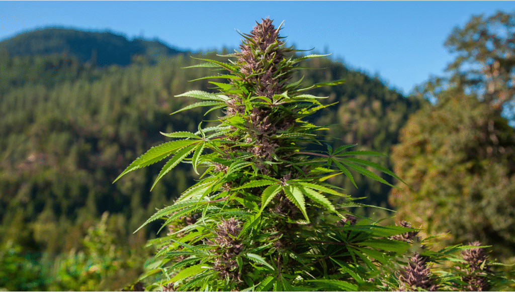 Culture du cannabis en guérilla
